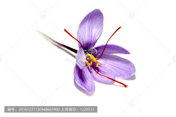 番紅花的花