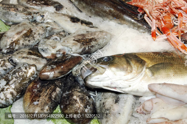 魚