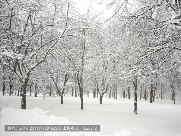 降雪后