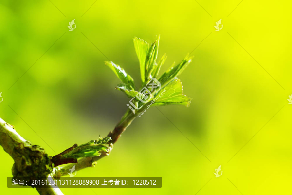 春天的樹葉