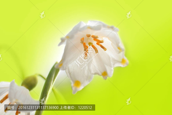 雪花蓮