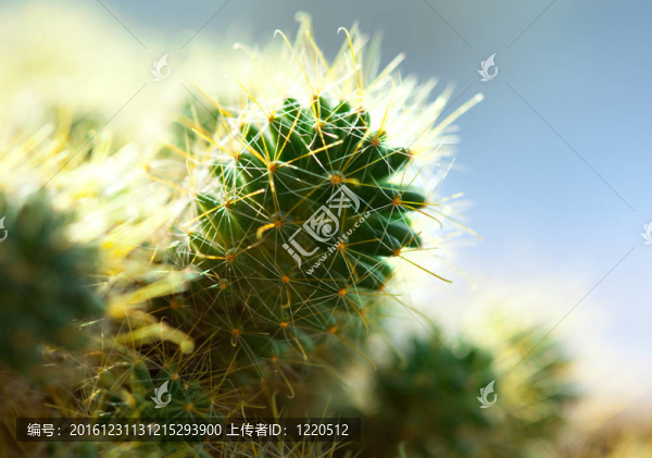 仙人掌的宏