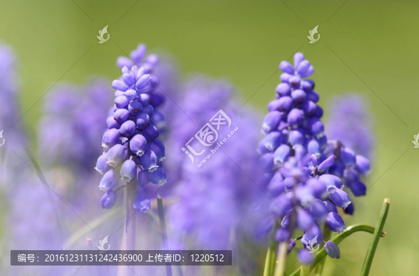 葫蘆花