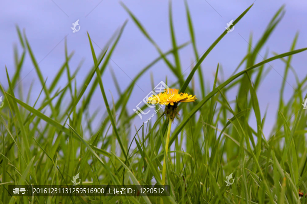 單一的蒲公英花