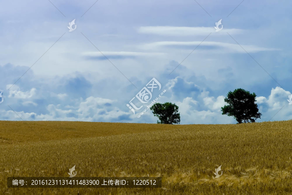 景觀