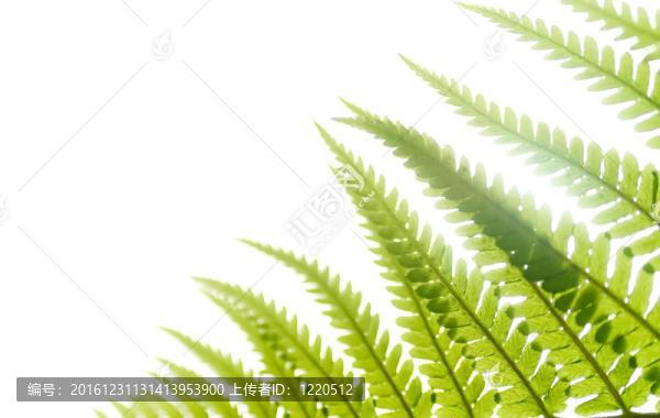 蕨類植物的光