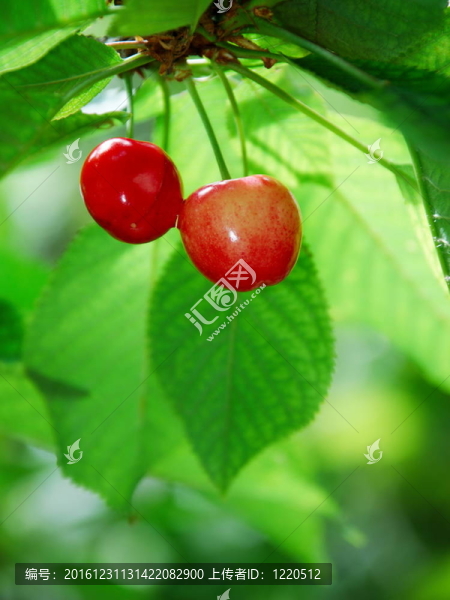 紅櫻桃
