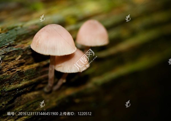蘑菇