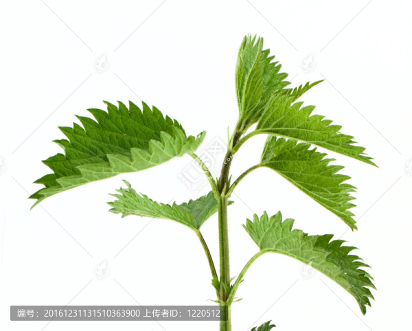 綠色的蕁麻
