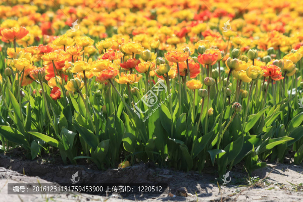 田野上的黃色和橙色郁金香
