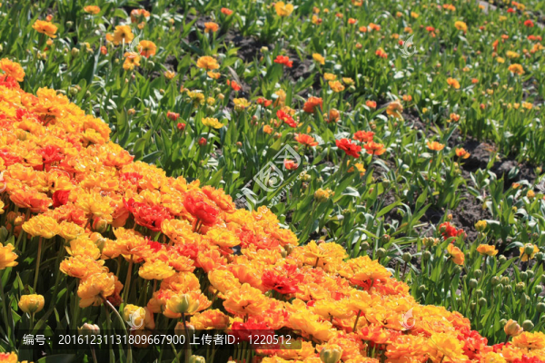 荷蘭花卉業(yè)；種植郁金香