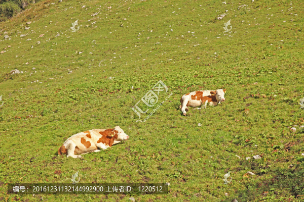 兩頭牛躺在草地上