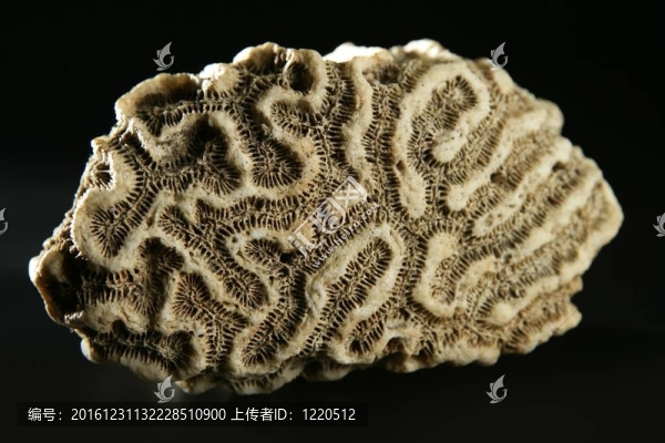 腦珊瑚石宏細節(jié)特寫鏡頭