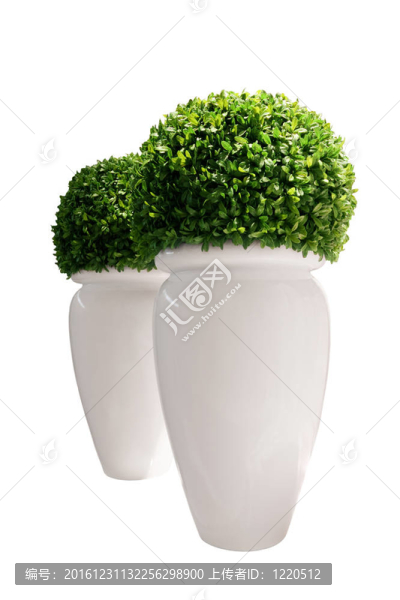 用黃楊孤立在白色背景的花瓶