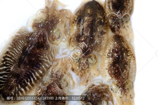 Mediterranean魷魚墨魚生