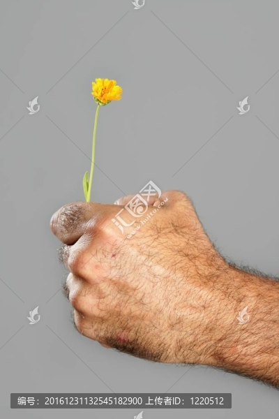 毛人手花的概念與對比