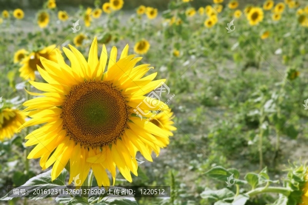 向日葵園生機(jī)勃勃的黃花