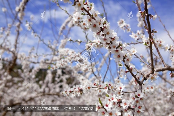 杏樹花田粉紅白花