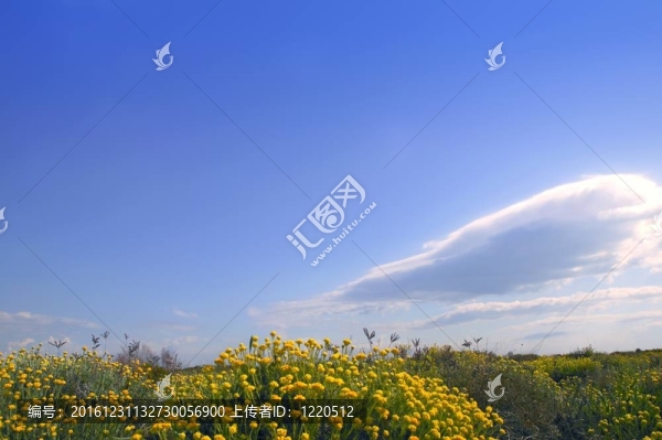 菊科；Helichrysum穗花黃花藍天下；自然