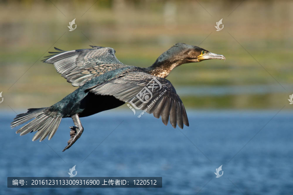 白胸鸕鶿