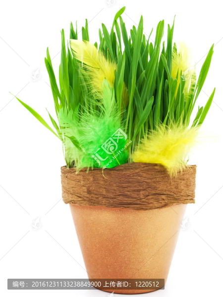羽毛和草