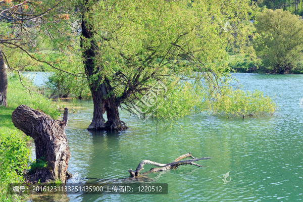 美麗的春天湖