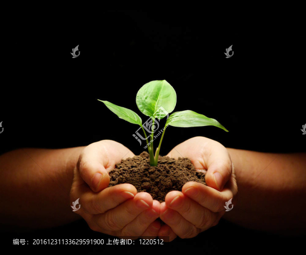 植物在手