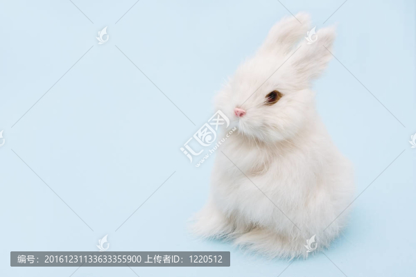兔子
