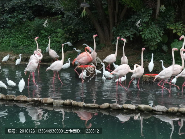 火烈鳥