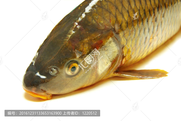 魚