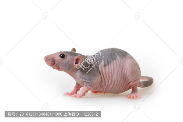 裸大鼠