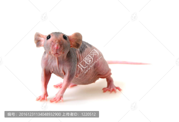 裸大鼠