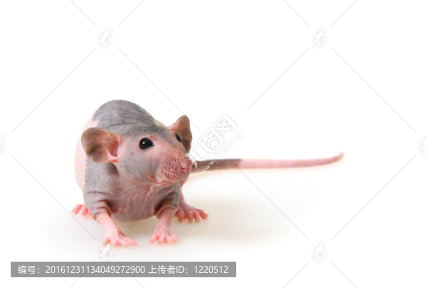 裸大鼠