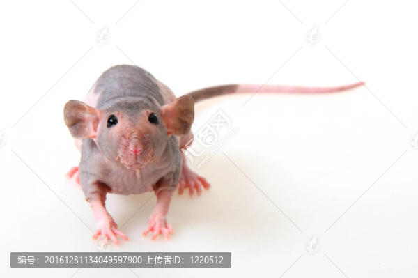 裸大鼠
