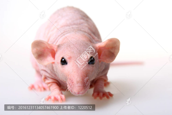 裸大鼠