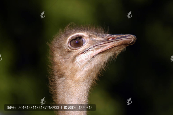 鴕鳥