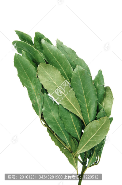 月桂樹