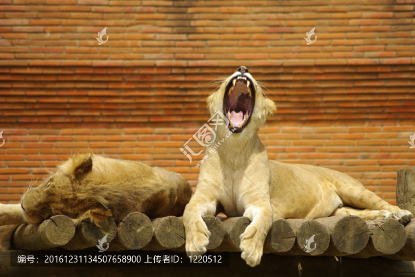 沉睡的獅子-匯圖網(wǎng) www.fosd68.com 沉睡的獅子