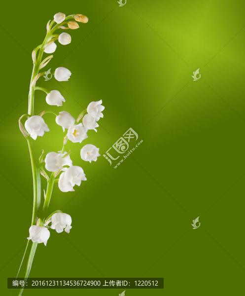 山谷的樹枝莉莉