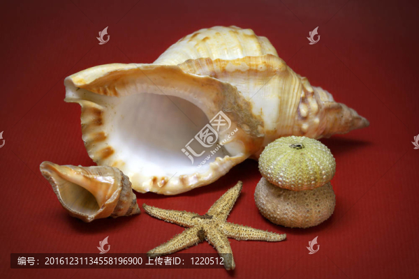 海螺