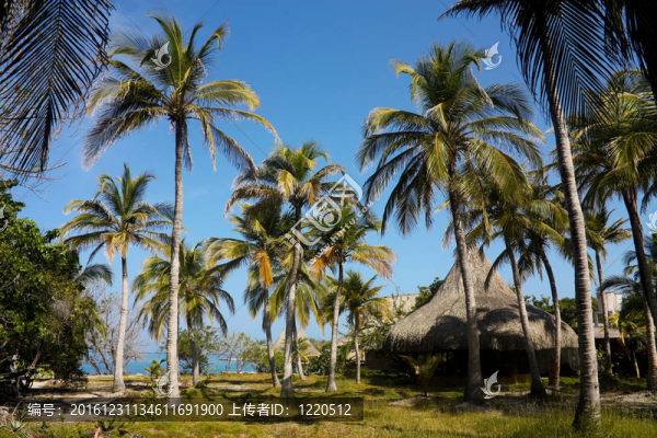 羅薩里奧島。加勒比海珊瑚礁。哥倫比亞