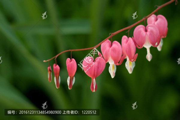 Dicentra（心臟出血）