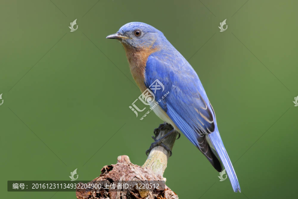 在樹(shù)樁上的知更鳥(niǎo)