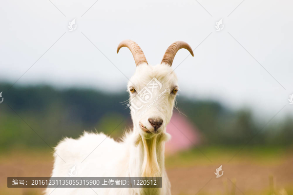 山羊
