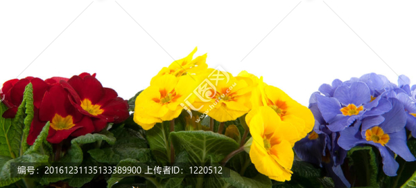 報(bào)春花