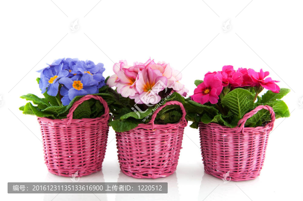 報春花
