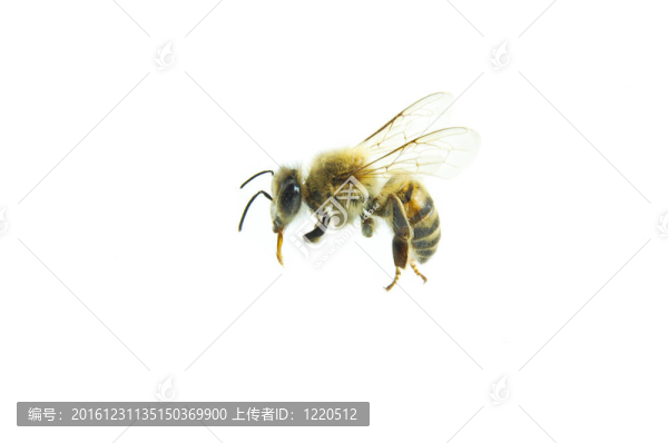 蜜蜂
