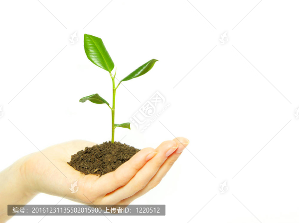 植物在手