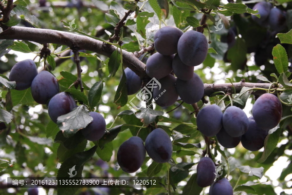 樹(shù)上成熟的李子
