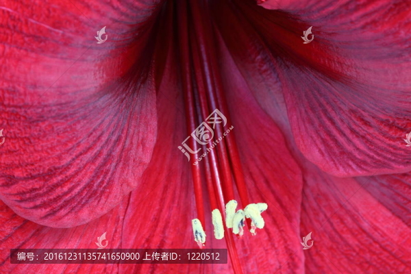 朱頂紅